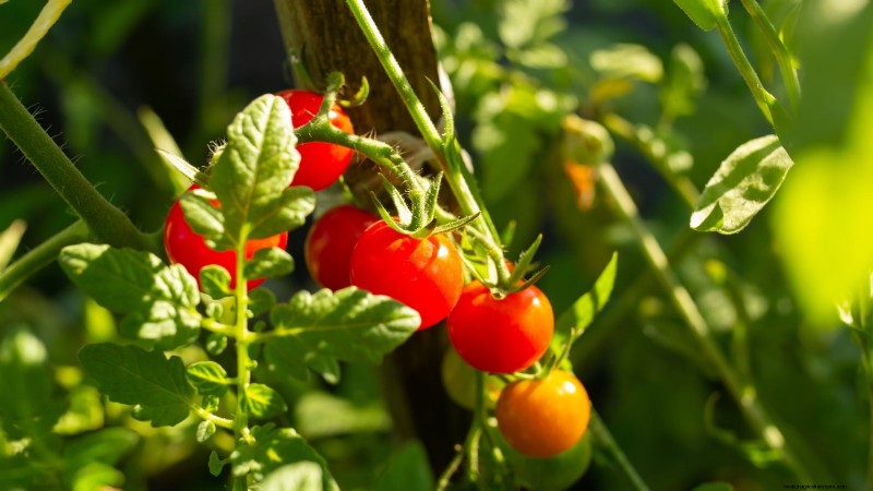 Optimale Tomatenpflanzzeiten nach Region:Ein Leitfaden für Gärtner 