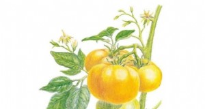 Brandywine-tomatenteeltgids:zorg voor april voor een rijke oogst 