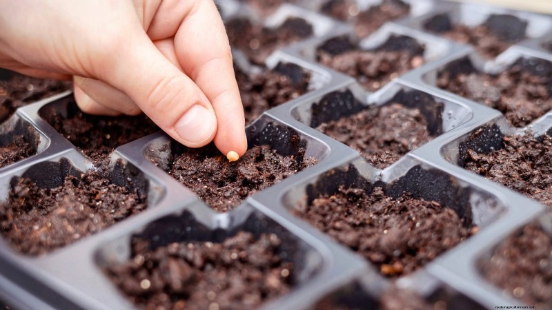 Brandywine-tomatenteeltgids:zorg voor april voor een rijke oogst 