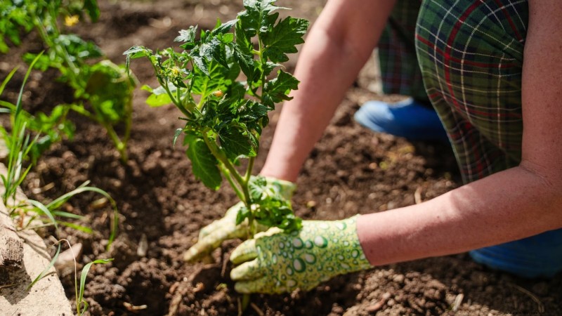 Brandywine-tomatenteeltgids:zorg voor april voor een rijke oogst 
