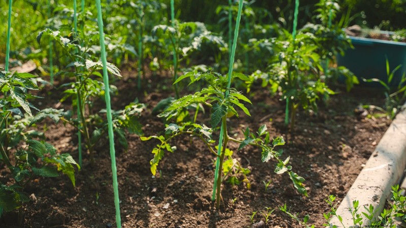 Brandywine-tomatenteeltgids:zorg voor april voor een rijke oogst 