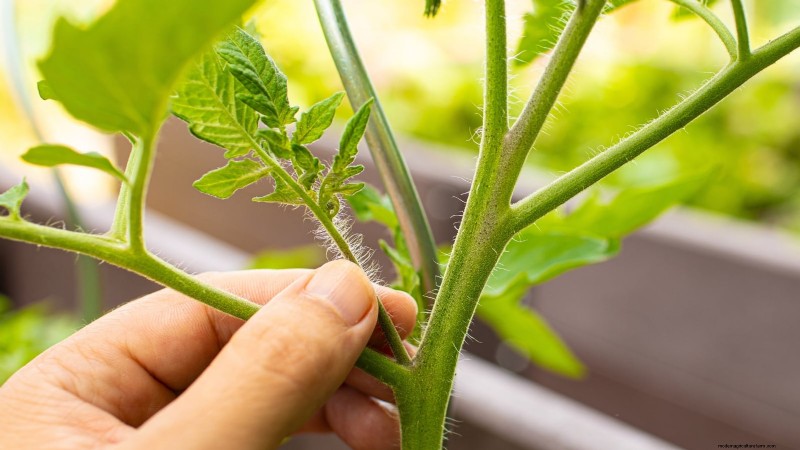 Brandywine-tomatenteeltgids:zorg voor april voor een rijke oogst 