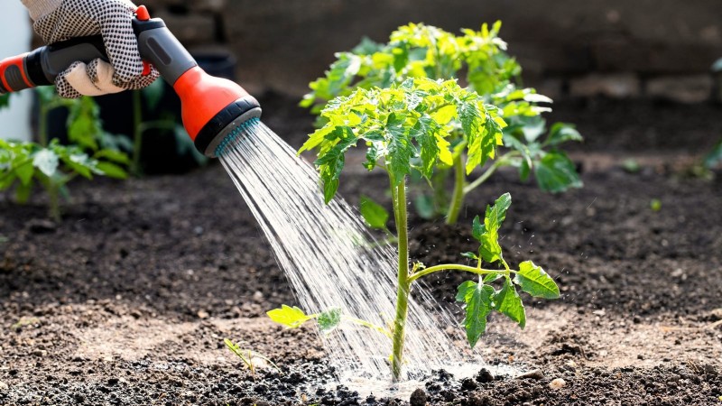Brandywine-tomatenteeltgids:zorg voor april voor een rijke oogst 