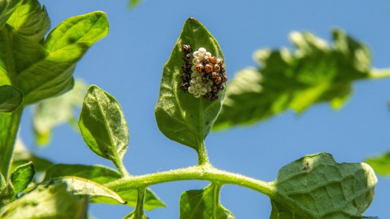 Brandywine-tomatenteeltgids:zorg voor april voor een rijke oogst 