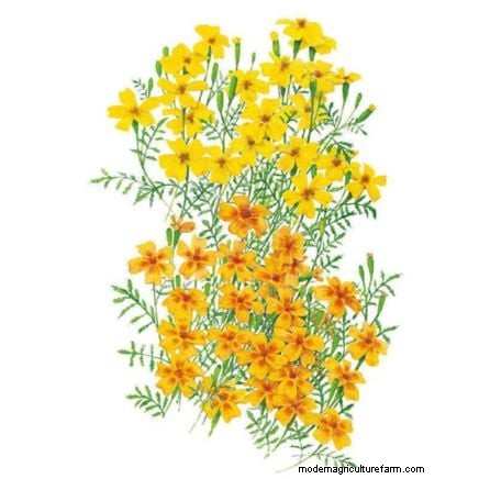Direktsådd ringblommor:En trädgårdsmästarguide för kontinuerliga blomningar 