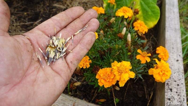 Direktsådd ringblommor:En trädgårdsmästarguide för kontinuerliga blomningar 