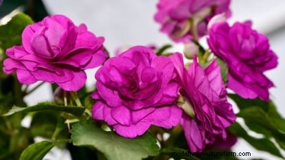 Rockapulco® Impatiens:Pflanz-, Wachstums- und Pflegeanleitung 