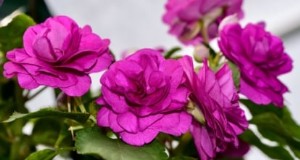 Rockapulco® Impatiens:Pflanz-, Wachstums- und Pflegeanleitung 