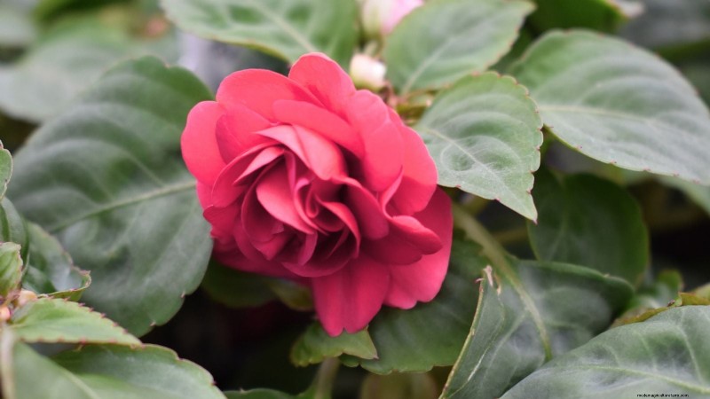 Rockapulco® Impatiens:Pflanz-, Wachstums- und Pflegeanleitung 