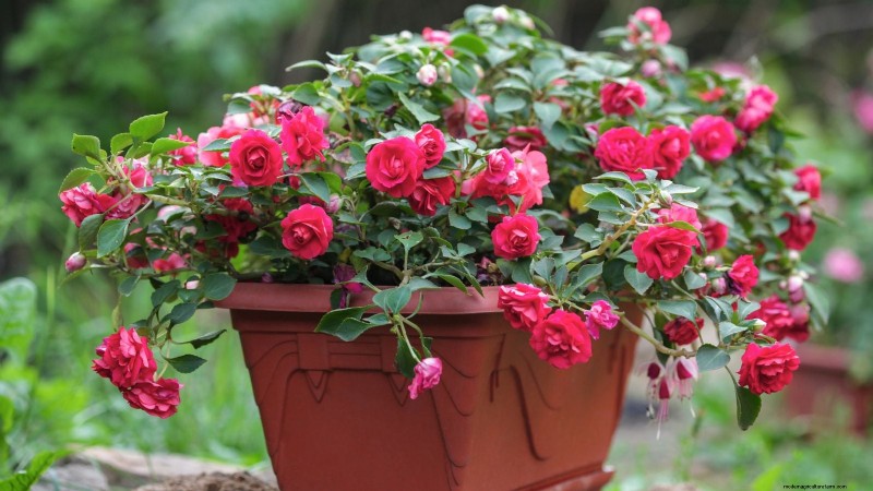 Rockapulco® Impatiens:Pflanz-, Wachstums- und Pflegeanleitung 