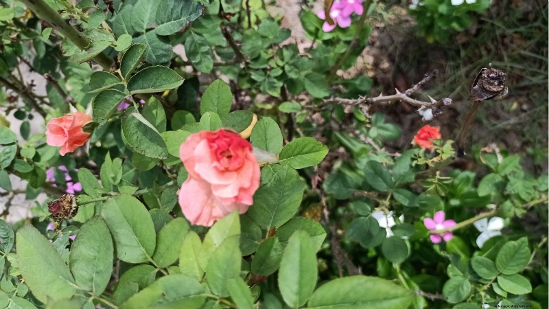 Rockapulco® Impatiens:Pflanz-, Wachstums- und Pflegeanleitung 