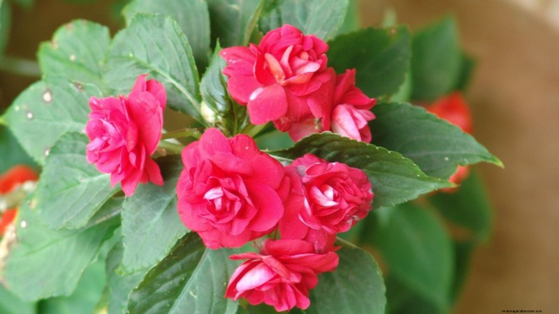 Rockapulco® Impatiens:Pflanz-, Wachstums- und Pflegeanleitung 