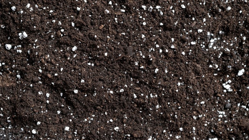 Rockapulco® Impatiens:Pflanz-, Wachstums- und Pflegeanleitung 