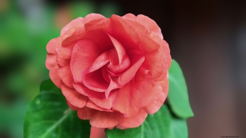 Rockapulco® Impatiens:Pflanz-, Wachstums- und Pflegeanleitung 