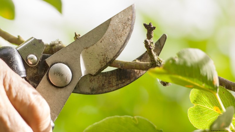Rockapulco® Impatiens:Pflanz-, Wachstums- und Pflegeanleitung 