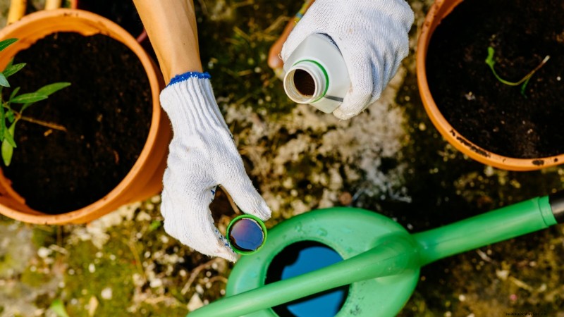 Rockapulco® Impatiens:Pflanz-, Wachstums- und Pflegeanleitung 