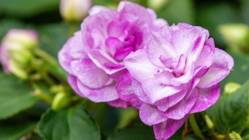 Rockapulco® Impatiens:Pflanz-, Wachstums- und Pflegeanleitung 