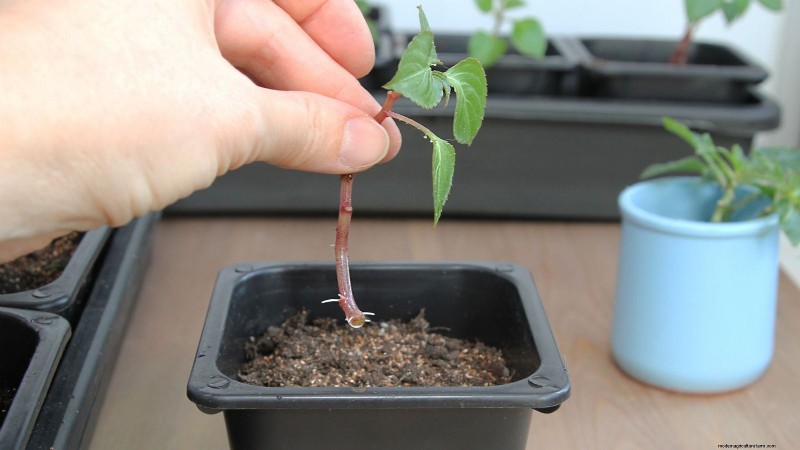 Rockapulco® Impatiens:Pflanz-, Wachstums- und Pflegeanleitung 