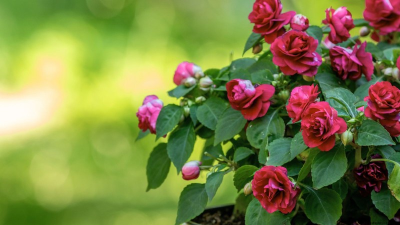Rockapulco® Impatiens:Pflanz-, Wachstums- und Pflegeanleitung 