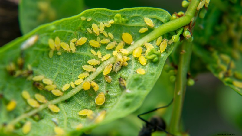 Rockapulco® Impatiens:Pflanz-, Wachstums- und Pflegeanleitung 