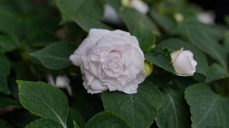 Rockapulco® Impatiens:Pflanz-, Wachstums- und Pflegeanleitung 