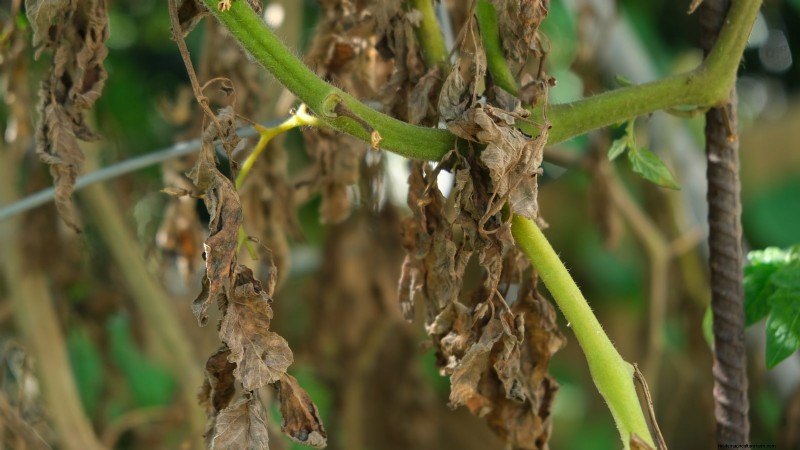Rockapulco® Impatiens:Pflanz-, Wachstums- und Pflegeanleitung 
