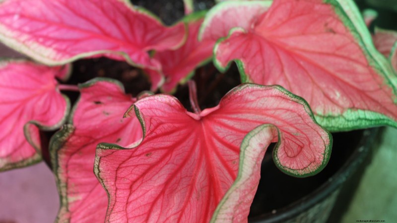 Florida Sweetheart Caladium:Panduan Penanaman, Pertumbuhan &Perawatan 