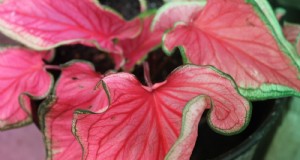 Florida Sweetheart Caladium:guía de plantación, cultivo y cuidado 