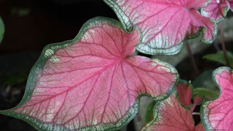 Florida Sweetheart Caladium:Panduan Penanaman, Pertumbuhan &Perawatan 