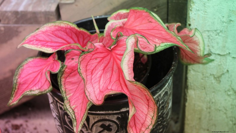 Florida Sweetheart Caladium:Panduan Penanaman, Pertumbuhan &Perawatan 