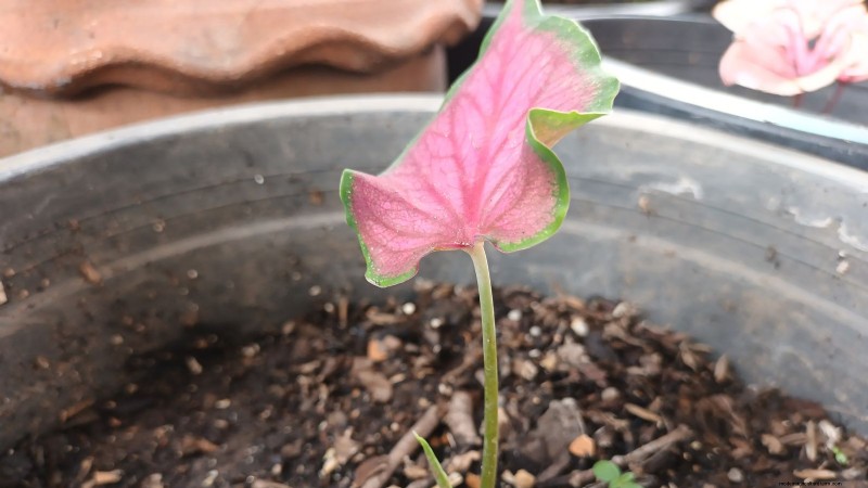 Florida Sweetheart Caladium:Panduan Penanaman, Pertumbuhan &Perawatan 