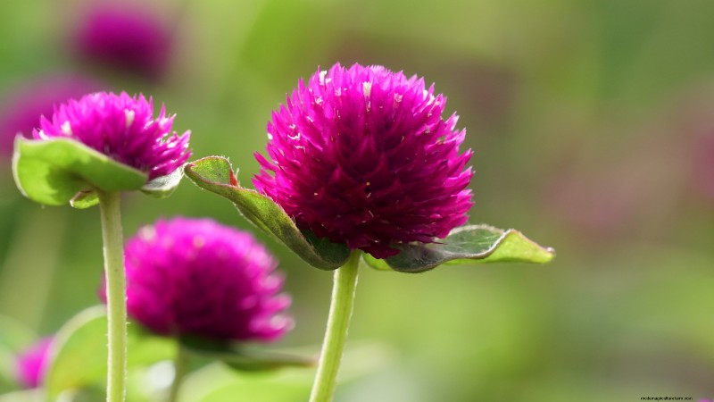 毎年の開花時期を延長する:継続的な夏の庭のための専門家のヒント 