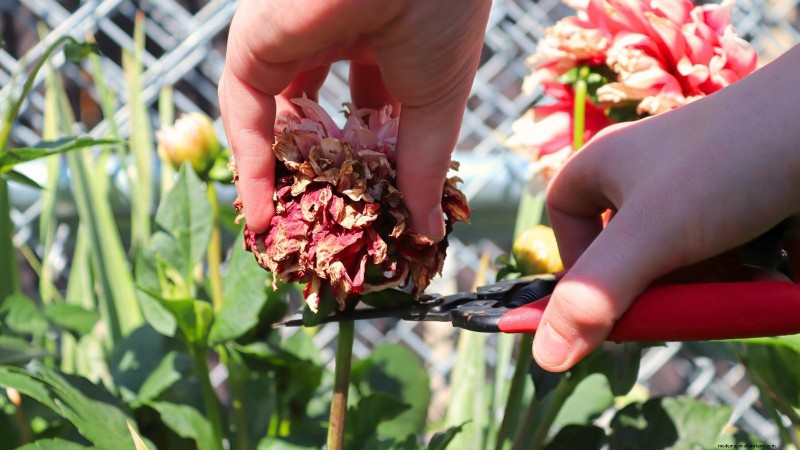 毎年の開花時期を延長する:継続的な夏の庭のための専門家のヒント 