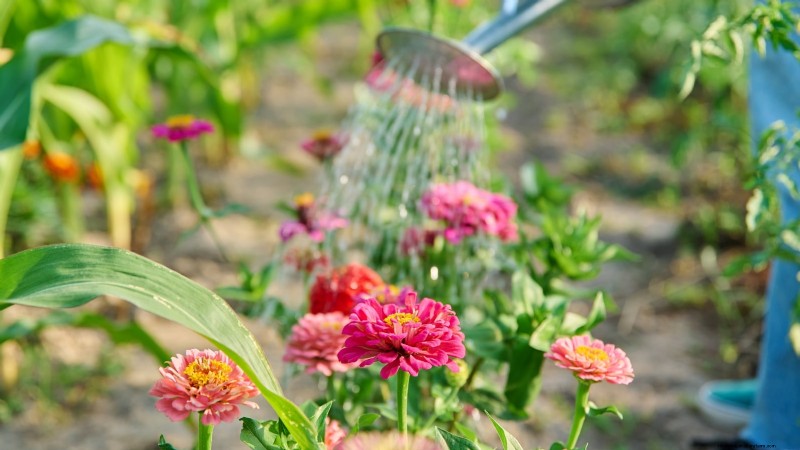 毎年の開花時期を延長する:継続的な夏の庭のための専門家のヒント 