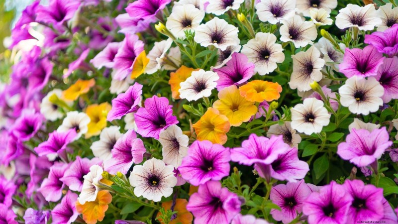 毎年の開花時期を延長する:継続的な夏の庭のための専門家のヒント 