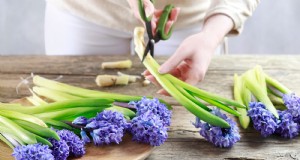 Allungare la vita dei giacinti recisi:consigli e trucchi degli esperti 