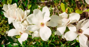 Compacte Magnolia-variëteiten voor kleine tuinen | [Uw merk-/websitenaam] 