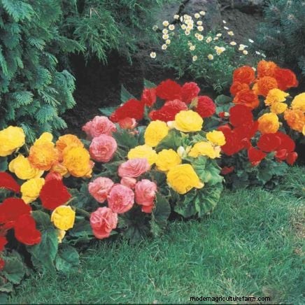 Shady Cottage Gardens:een stapsgewijze handleiding voor kweken in de schaduw 