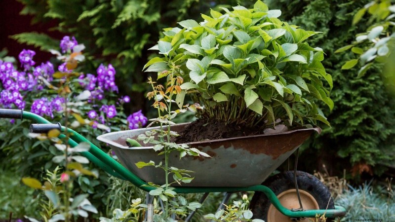 Shady Cottage Gardens:een stapsgewijze handleiding voor kweken in de schaduw 