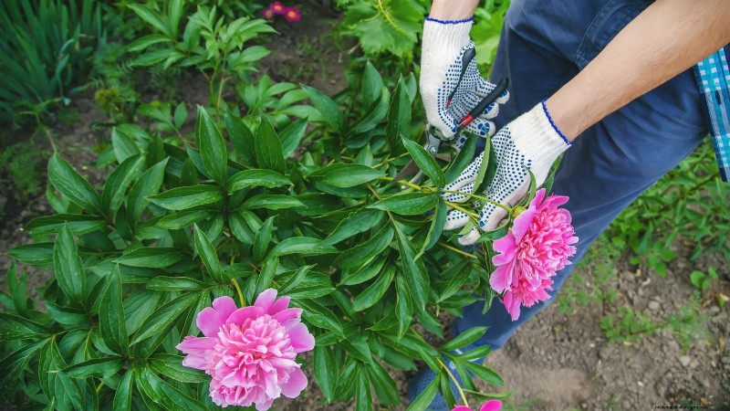 Shady Cottage Gardens:een stapsgewijze handleiding voor kweken in de schaduw 
