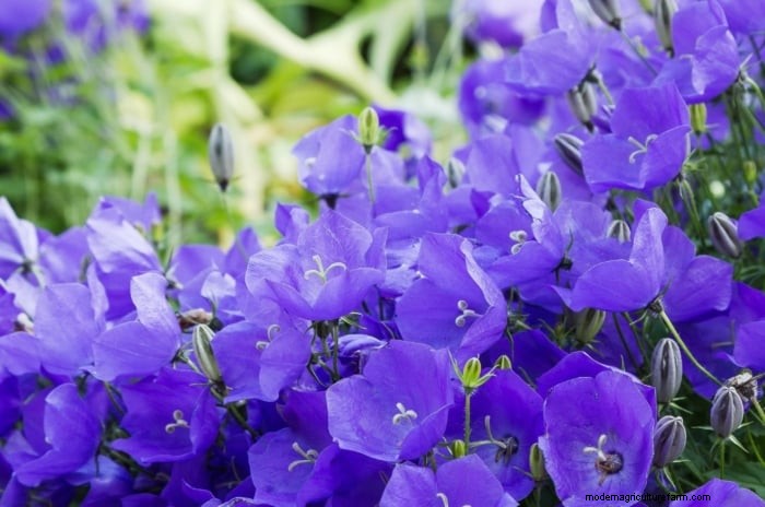 Shady Cottage Gardens:een stapsgewijze handleiding voor kweken in de schaduw 