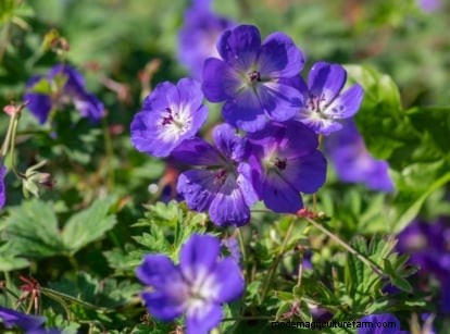 Shady Cottage Gardens:een stapsgewijze handleiding voor kweken in de schaduw 