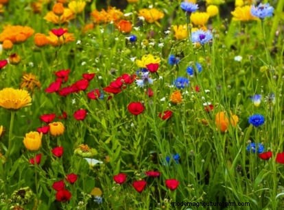 Shady Cottage Gardens:een stapsgewijze handleiding voor kweken in de schaduw 