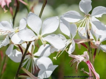 Shady Cottage Gardens:een stapsgewijze handleiding voor kweken in de schaduw 