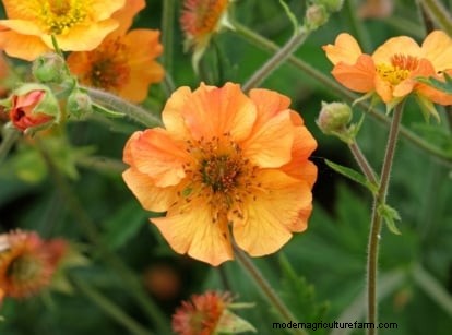 Shady Cottage Gardens:een stapsgewijze handleiding voor kweken in de schaduw 
