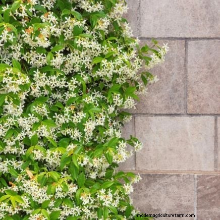 Enredaderas no destructivas:7 hermosas trepadoras para tu hogar 
