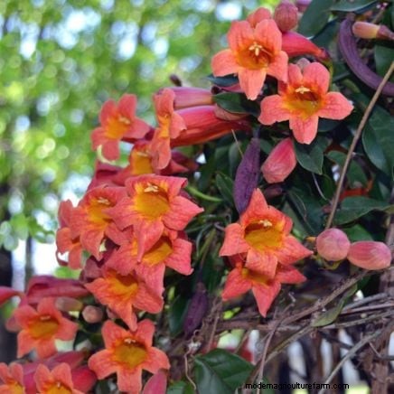 Enredaderas no destructivas:7 hermosas trepadoras para tu hogar 