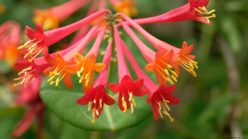 Enredaderas no destructivas:7 hermosas trepadoras para tu hogar 