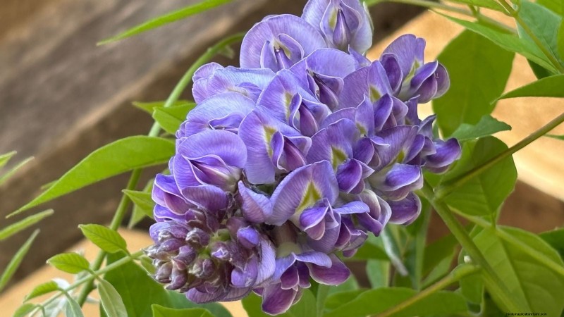 Enredaderas no destructivas:7 hermosas trepadoras para tu hogar 