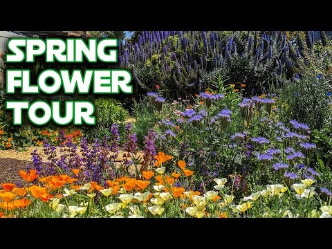 Las mejores flores azules tolerantes a la sombra:una guía del jardinero 